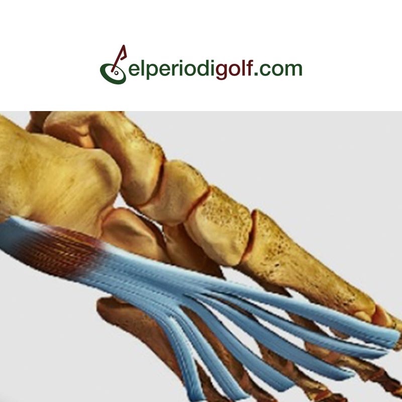 prensa-periodigolf-fascitis-plantar